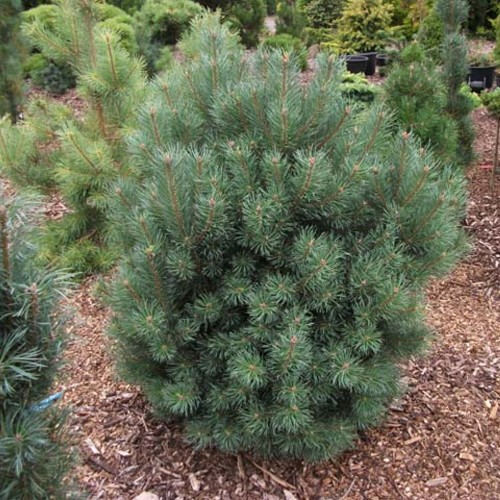 Pinus sylvestris 'Compressa' - Harilik mänd 'Compressa' C7,5/7,5L